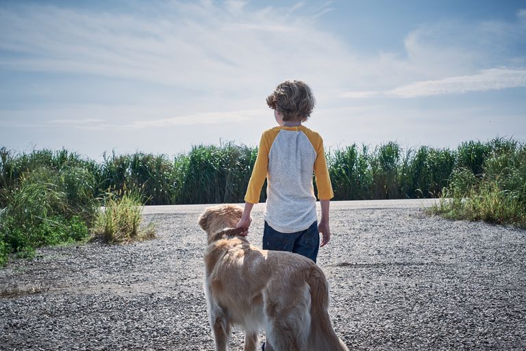 In the Tall Grass, featuring Will Buie Jr. and Freddy the Dog