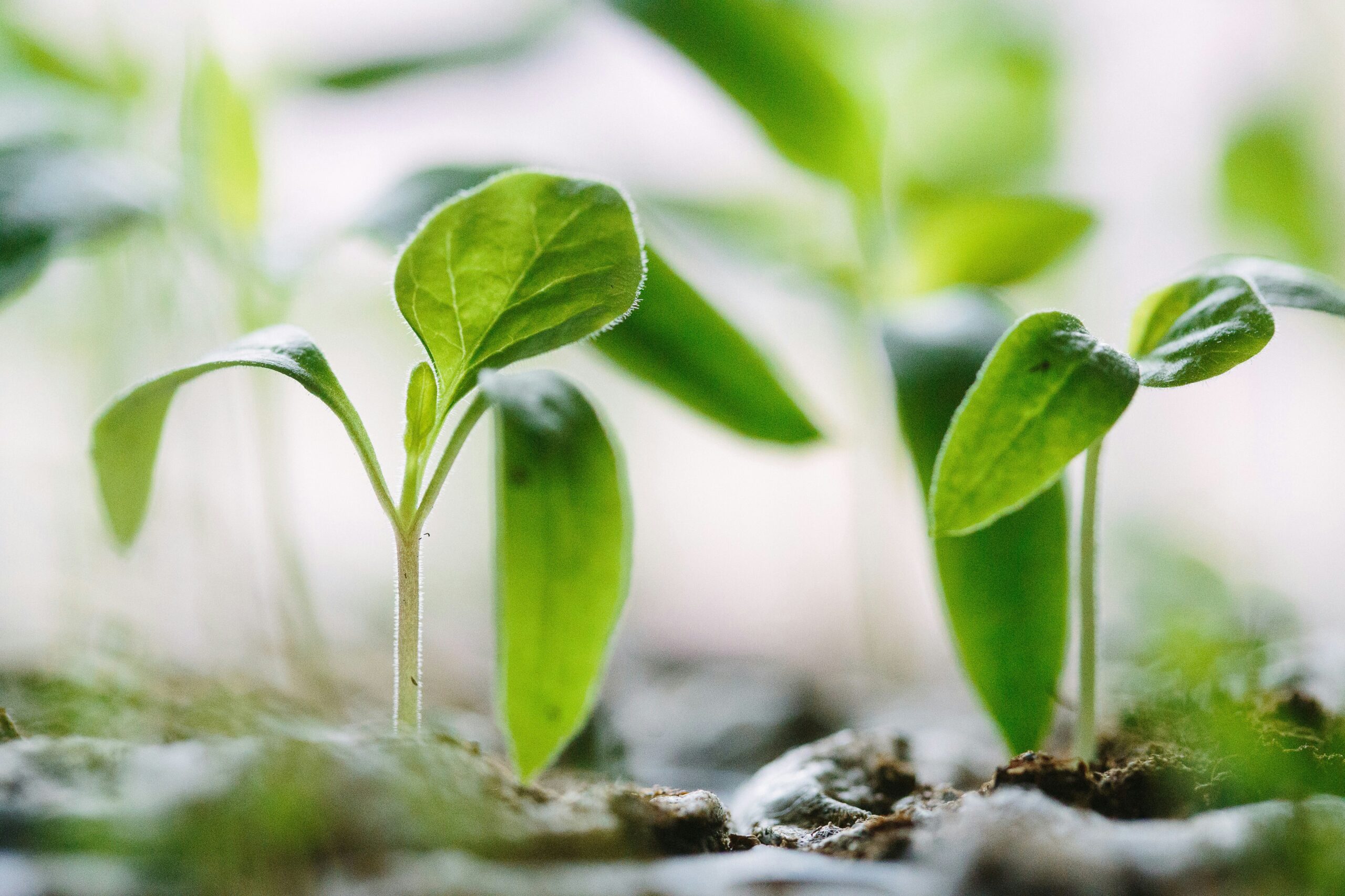 Urban Farming at Gulf Coast State College: A Blend of Ornamental Flowers and Food Production